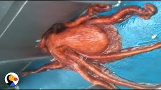 Huge Octopus Escapes Through Smallest Hole  The Dodo [upl. by Aileno310]