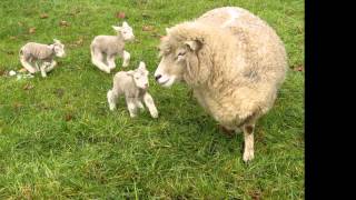 Learning Animal Sounds  For Children [upl. by Yemrots729]