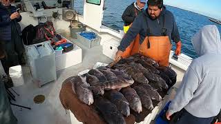 Insane Rhode Island Blackfish Tog Fishing  Why RI is the Top Tog Spot in the Northeast [upl. by Limaa]