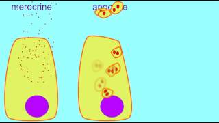 AP1 MEROCRINE APOCRINE amp HOLOCRINE GLANDS [upl. by Stamata609]