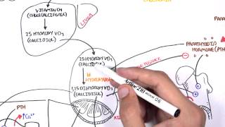 Endocrinology  Calcium and Phosphate Regulation [upl. by Jackie]