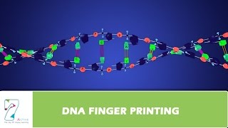 DNA FINGER PRINTING [upl. by Reginauld]