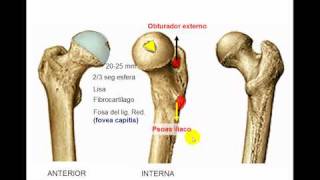 Osteología de miembro inferior 4 [upl. by Haldes]