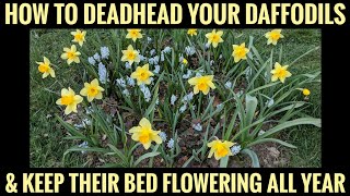 How to deadhead Daffodils so they keep flowering forever [upl. by Eissirhc]