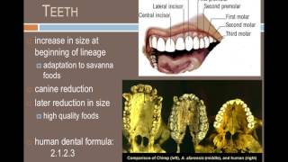 ANTH101 7 million years of hominin evolution [upl. by Anastasio]