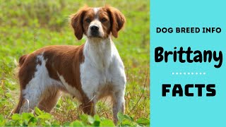 Brittany dog breed All breed characteristics and facts about Brittany dogs [upl. by Aihsik]