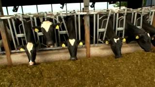 Dairy Farming Documentary [upl. by Ilrak]