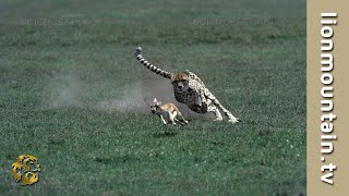 You Wont Believe How Fast a Cheetah Can Catch a Gazelle [upl. by Cagle836]