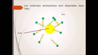 Formation des micelles [upl. by Otrevlig786]