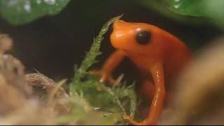 Golden Mantella Mantella aurantiaca Calling [upl. by Hsur]