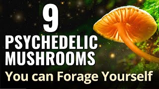 9 Psychedelic Mushrooms You can Forage Yourself [upl. by Jezreel850]