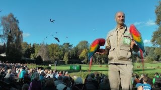 Einzigartige Flugshow Weltvogelpark  Walsrode [upl. by Dovev225]