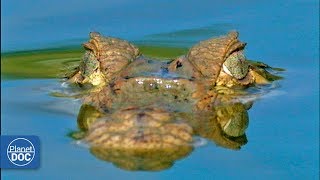 Orinoco Basin Venezuela  Full Documentary [upl. by Camey]