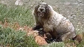 Adorable Marmot Screams At Hikers [upl. by Klute356]