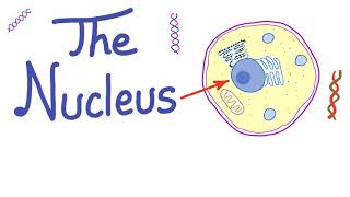 The nucleus  The Controller of Your Cell [upl. by Morgun]