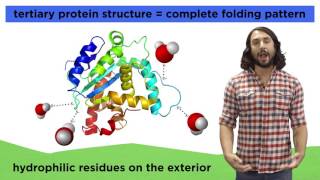 Protein Structure [upl. by Lowenstern478]