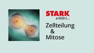 Zellzyklus und Mitose  STARK erklärt [upl. by Atilahs]