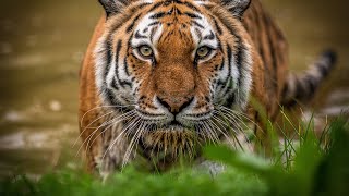 Siberian Tigers  Big Cats Wild Dcumentary HD 1080p [upl. by Niamert]