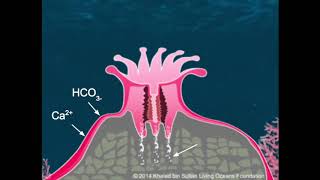 Coral Anatomy Virtual Lesson [upl. by Aynat]