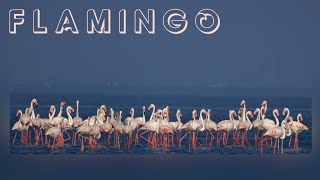 FLAMINGO  GREATER FLAMINGOS  PULICAT LAKE  PULICAT FLAMINGOS  राजहंस पक्षी  FLAMINGO SONG [upl. by Fran146]