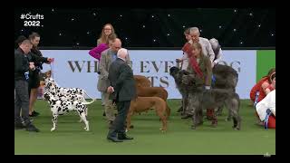 Crufts 2022  Breeders Competition [upl. by Eimmij399]