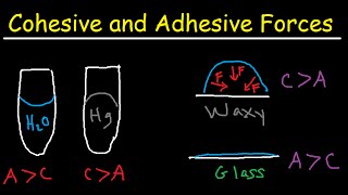 Cohesive and Adhesive Forces of Water [upl. by Adnahsed837]