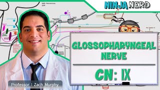 Neurology  Glossopharyngeal Nerve Cranial Nerve IX [upl. by Ikin865]