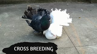 Black Fantail and White Fantail cross breeding  New Black Fantail Pigeon  Lakka [upl. by Aneliram]