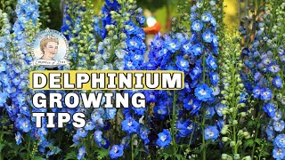 Delphinium Growing Tips  Empress of Dirt [upl. by Rochkind]