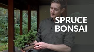 Spruce Bonsai Care Picea [upl. by Zurek333]