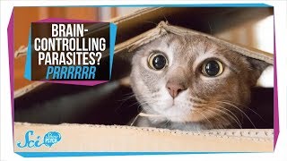 Toxoplasmosis How Parasites in Your Cat Can Infect Your Brain [upl. by Tennaj]