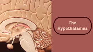 The hypothalamus [upl. by Nortna773]