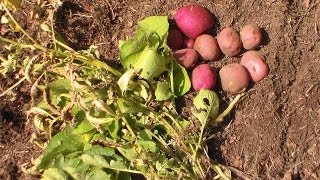 Potato Blight What To Do [upl. by Nomaid]