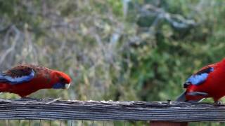 Crimson Rosellas [upl. by Haliak163]