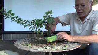 Bonsai Tutorials for Beginners How to Restore an Overgrown Shohin Bougie [upl. by Cheslie]