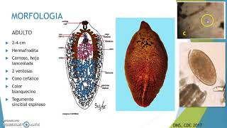 Fasciola hepatica1 [upl. by Aihselat]