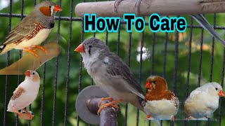 How To Care For Zebra Finches [upl. by Arva]