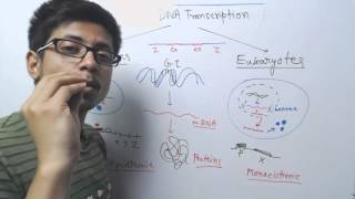 Prokaryotic vs eukaryotic transcription [upl. by Betthezel]