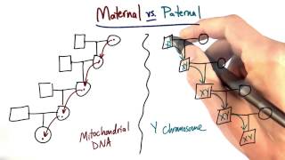 Maternal vs Paternal Lines  Tales from the Genome [upl. by Alodi310]