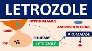 Letrozole  Mechanism side effects precautions and uses [upl. by Neda]