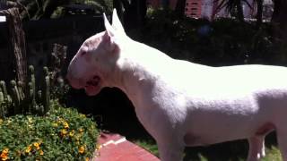 Bull Terrier Barking [upl. by Dawes]