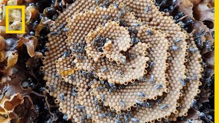 See the Unique Spiral Hives of the Australian Stingless Bee  National Geographic [upl. by Yrennalf893]