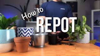 How to repot a plant  Beginners Guide to Repotting [upl. by Winnick]