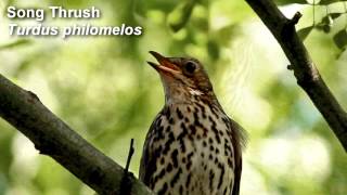 Song Thrush Birdsong [upl. by Cassella]