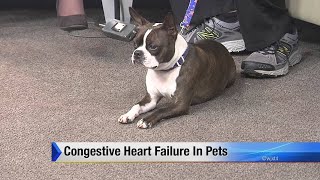 Congestive heart failure in pets [upl. by Ikiv914]