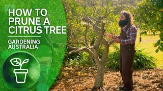 How to Prune a Citrus Tree  Citrus  Gardening Australia [upl. by Lafleur]