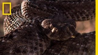 Rattlesnake vs Rat  National Geographic [upl. by Nyrahs354]