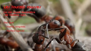 Les fourmis rousses des bois [upl. by Cheney]