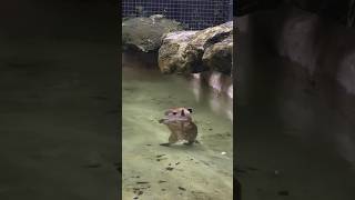 Moonwalking Capybara at ZWF Miami [upl. by Akinahc482]