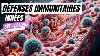 Les défenses immunitaires innées SVT Collège [upl. by Ellehctim]